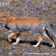 Illustration for article titled Wednesday Woof - Vulpes ferrilata Edition